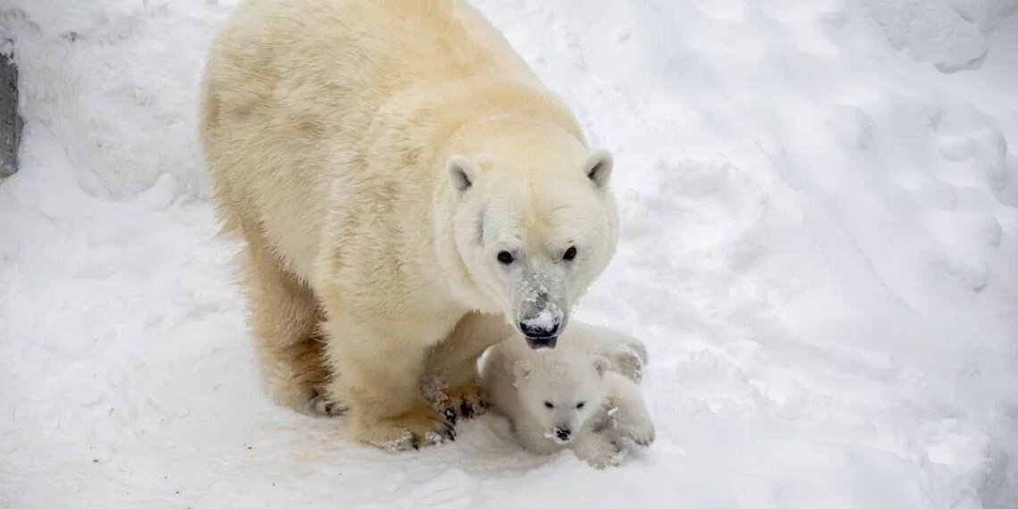 Новосибирский зоопарк изменил режим работы