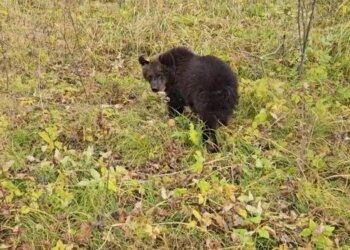 Оставшегося без матери медвежонка спасли в Чулымском районе