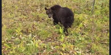 Оставшегося без матери медвежонка спасли в Чулымском районе