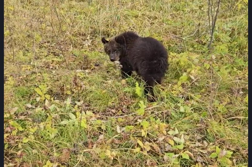 Оставшегося без матери медвежонка спасли в Чулымском районе