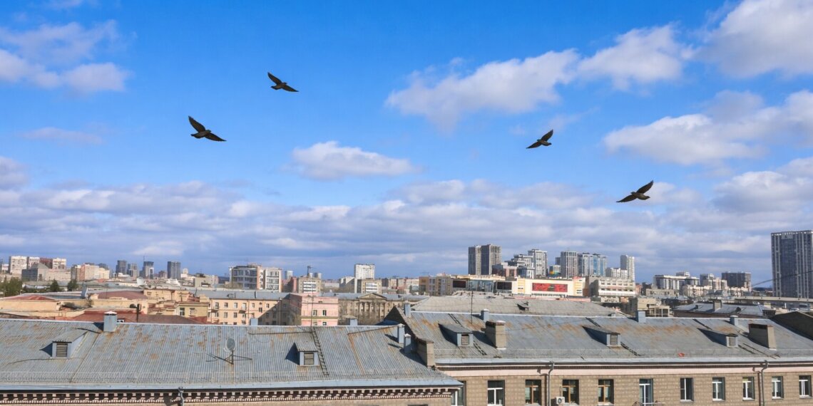 Вернулись после зимовки: как коршуны находят путь на родину без навигатора