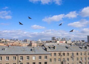 Вернулись после зимовки: как коршуны находят путь на родину без навигатора