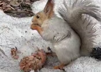 Беличье семейство устроило переезд в Новосибирском зоопарке