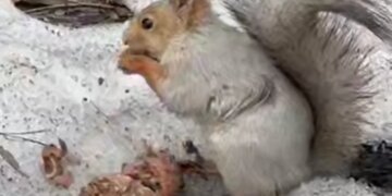 Беличье семейство устроило переезд в Новосибирском зоопарке