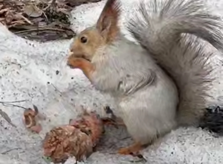 Беличье семейство устроило переезд в Новосибирском зоопарке