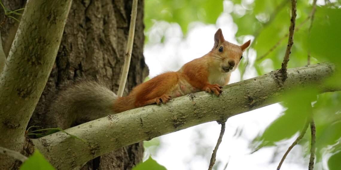 В Новосибирске создадут профильное учреждение, которое займётся городскими лесами