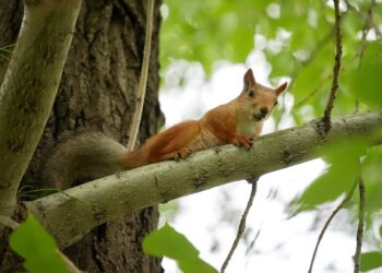 В Новосибирске создадут профильное учреждение, которое займётся городскими лесами