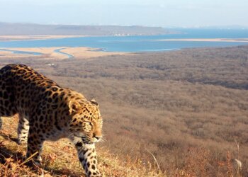 Новосибирцы могут принять участие в выборе имени для котенка дальневосточного леопарда