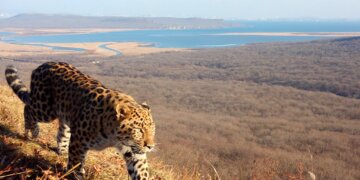 Новосибирцы могут принять участие в выборе имени для котенка дальневосточного леопарда