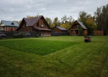 Россельхознадзор предупреждает о продаже семян борщевика на маркетплейсах