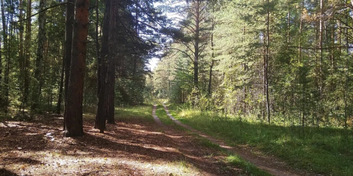 В лесах Сибири начался пожароопасный сезон
