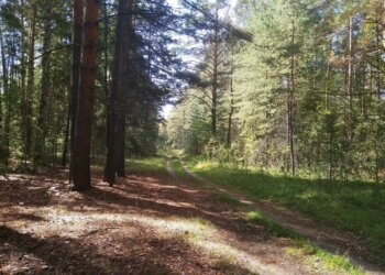 В лесах Сибири начался пожароопасный сезон