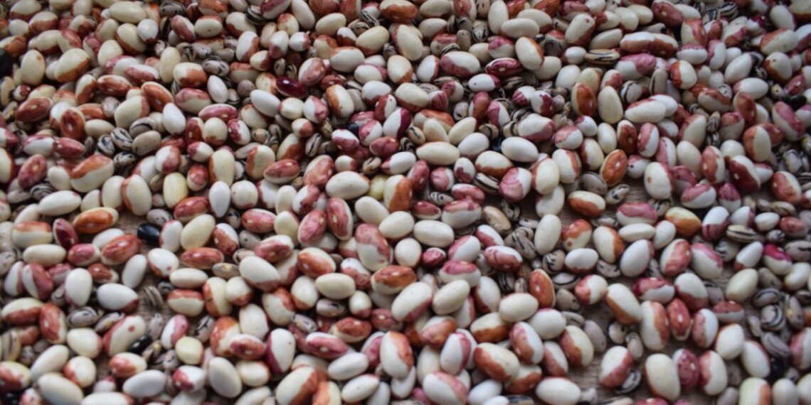 Новосибирцев предупреждают о высоком уровне радионуклидов в горохе, бобах и фасоли