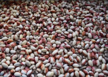 Новосибирцев предупреждают о высоком уровне радионуклидов в горохе, бобах и фасоли