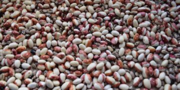 Новосибирцев предупреждают о высоком уровне радионуклидов в горохе, бобах и фасоли