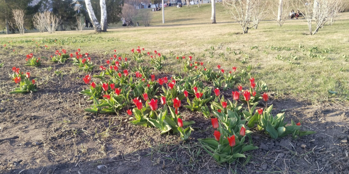 На Михайловской набережной взошли первые цветы