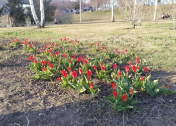 На Михайловской набережной взошли первые цветы