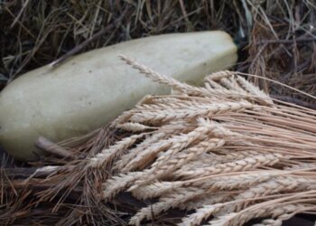 Объем льготного кредитования сельхозпроизводителей среднего и малого бизнеса вырос на 9%