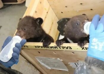 К нам едет милота: в Новосибирский зоопарк привезут двух гималайских медвежат