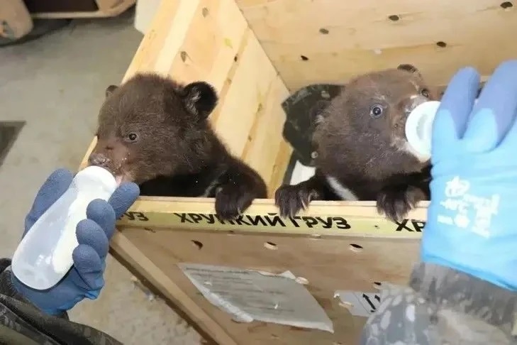 К нам едет милота: в Новосибирский зоопарк привезут двух гималайских медвежат