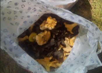 Жителей России предупредили о штрафах за сбор грибов