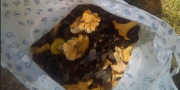 Жителей России предупредили о штрафах за сбор грибов