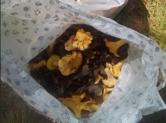 Жителей России предупредили о штрафах за сбор грибов