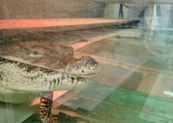 Хозяин крокодила Кузи подал жалобу на решение суда об изъятии рептилии