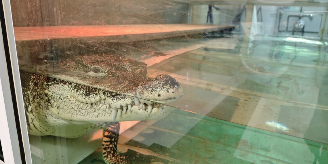 Хозяин крокодила Кузи подал жалобу на решение суда об изъятии рептилии