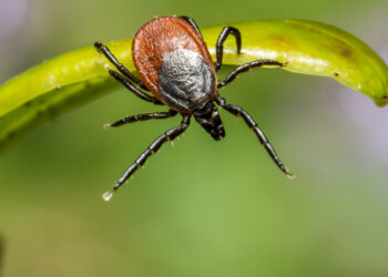 Укусил клещ: где получить помощь в Новосибирске в 2026 году