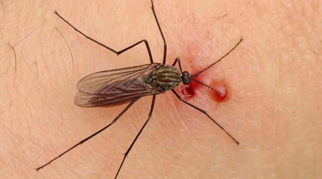 «Запасаемся репеллентами»: новосибирские учёные рассказали, как будут вести себя комары и клещи в НСО