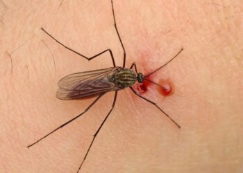 «Запасаемся репеллентами»: новосибирские учёные рассказали, как будут вести себя комары и клещи в НСО