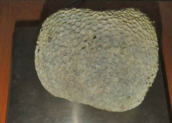 В Толмачёво у туриста из Дубая изъяли 620-граммовый коралл