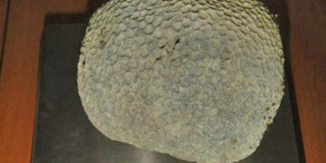 В Толмачёво у туриста из Дубая изъяли 620-граммовый коралл