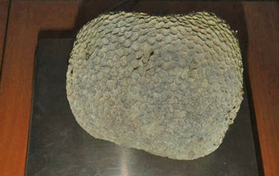 В Толмачёво у туриста из Дубая изъяли 620-граммовый коралл