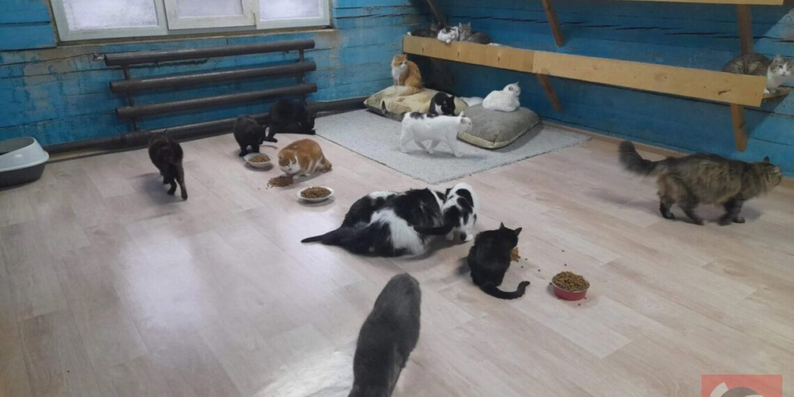 В Новосибирске 44 кошки могут оказаться на улице из-за выселения частного приюта