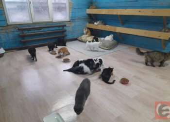 В Новосибирске 44 кошки могут оказаться на улице из-за выселения частного приюта