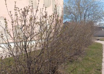 Роскачество предупреждает о штрафах за срывание сирени