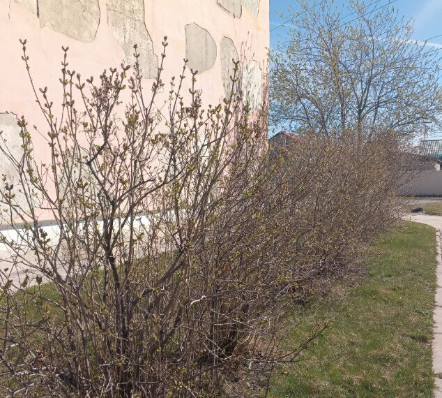 Роскачество предупреждает о штрафах за срывание сирени