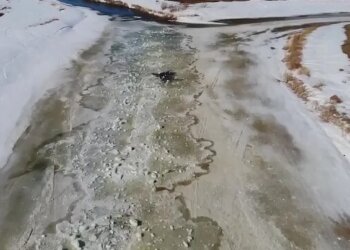 Экстренное предупреждение: резкое вскрытие реки Карасук может подтопить прибрежные дома