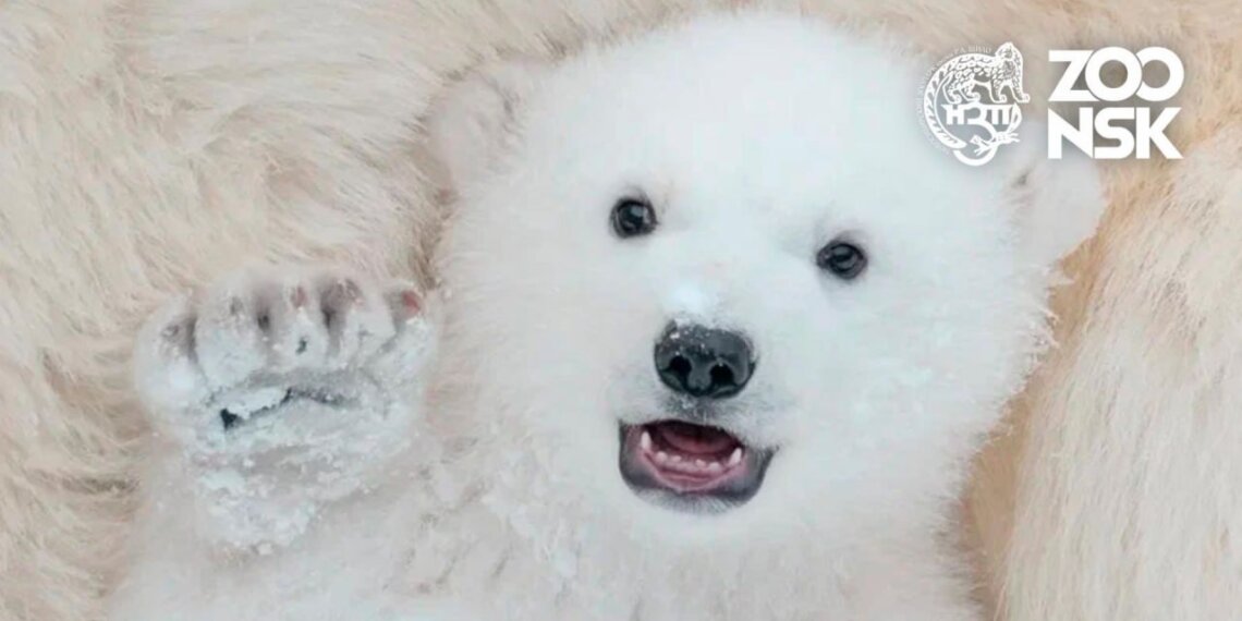 «Седьмому» выберут имя