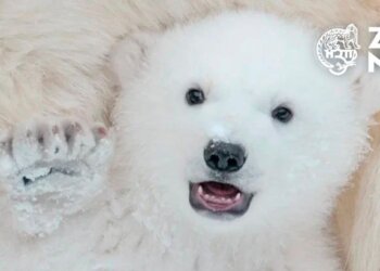 «Седьмому» выберут имя