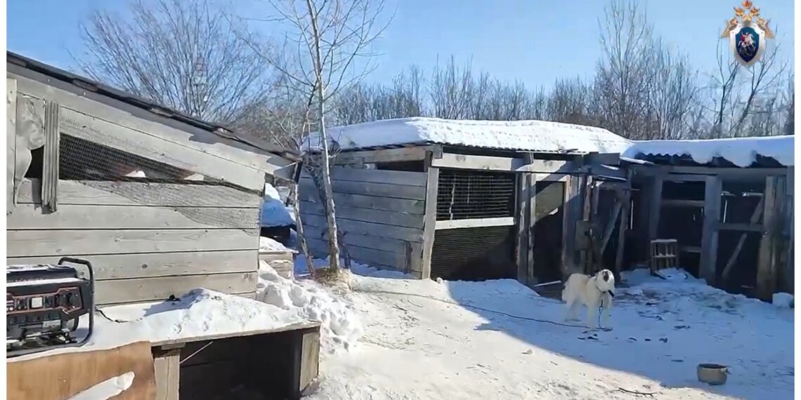 Собачьи «мёртвые души»: чиновницу из Красноярского края будут судить за махинации с отловом животных