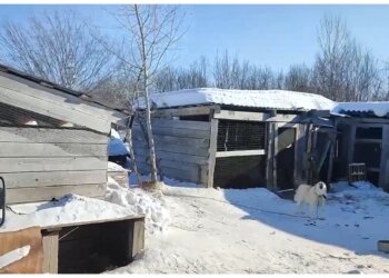 Собачьи «мёртвые души»: чиновницу из Красноярского края будут судить за махинации с отловом животных