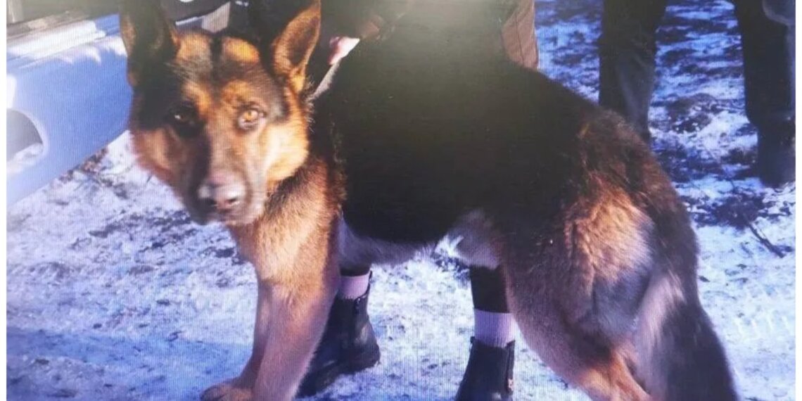 В Хакасии овчарка изуродовала ребёнка — хозяйка пойдёт под суд