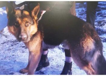 В Хакасии овчарка изуродовала ребёнка — хозяйка пойдёт под суд