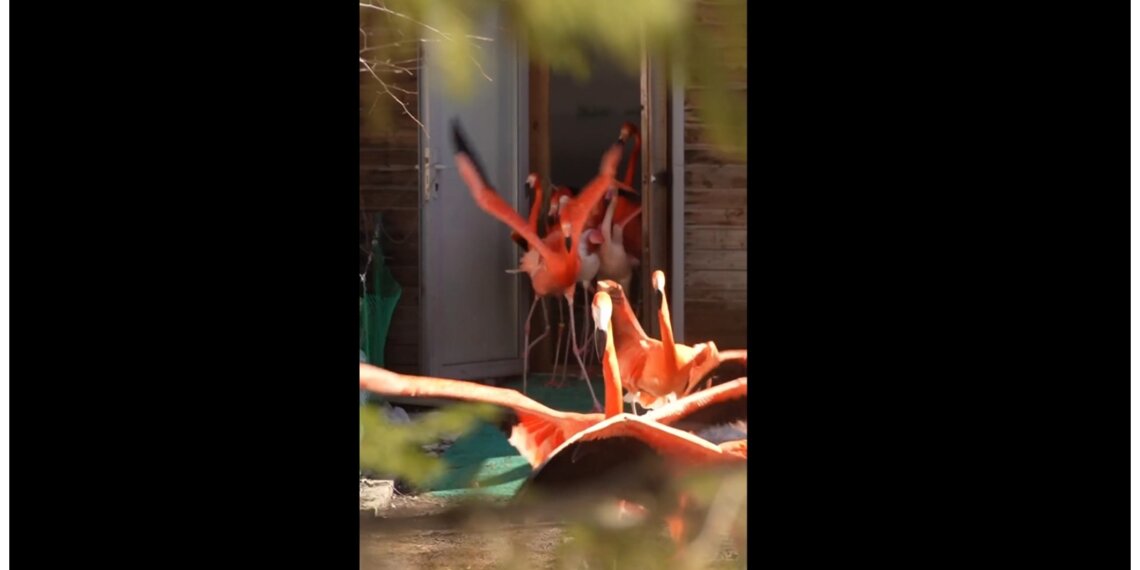 Фламинго из Новосибирского зоопарка вышли греться на солнышке (видео)