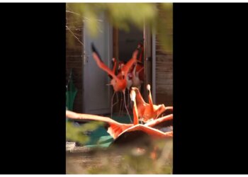 Фламинго из Новосибирского зоопарка вышли греться на солнышке (видео)