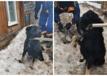 Новосибирские спасатели выручили пса — лапа «хорошего мальчика» застряла в карабине цепи