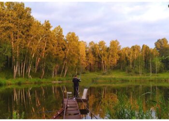 В Новосибирске появится «Лесхоз»: власти решили заняться городскими лесами по-новому